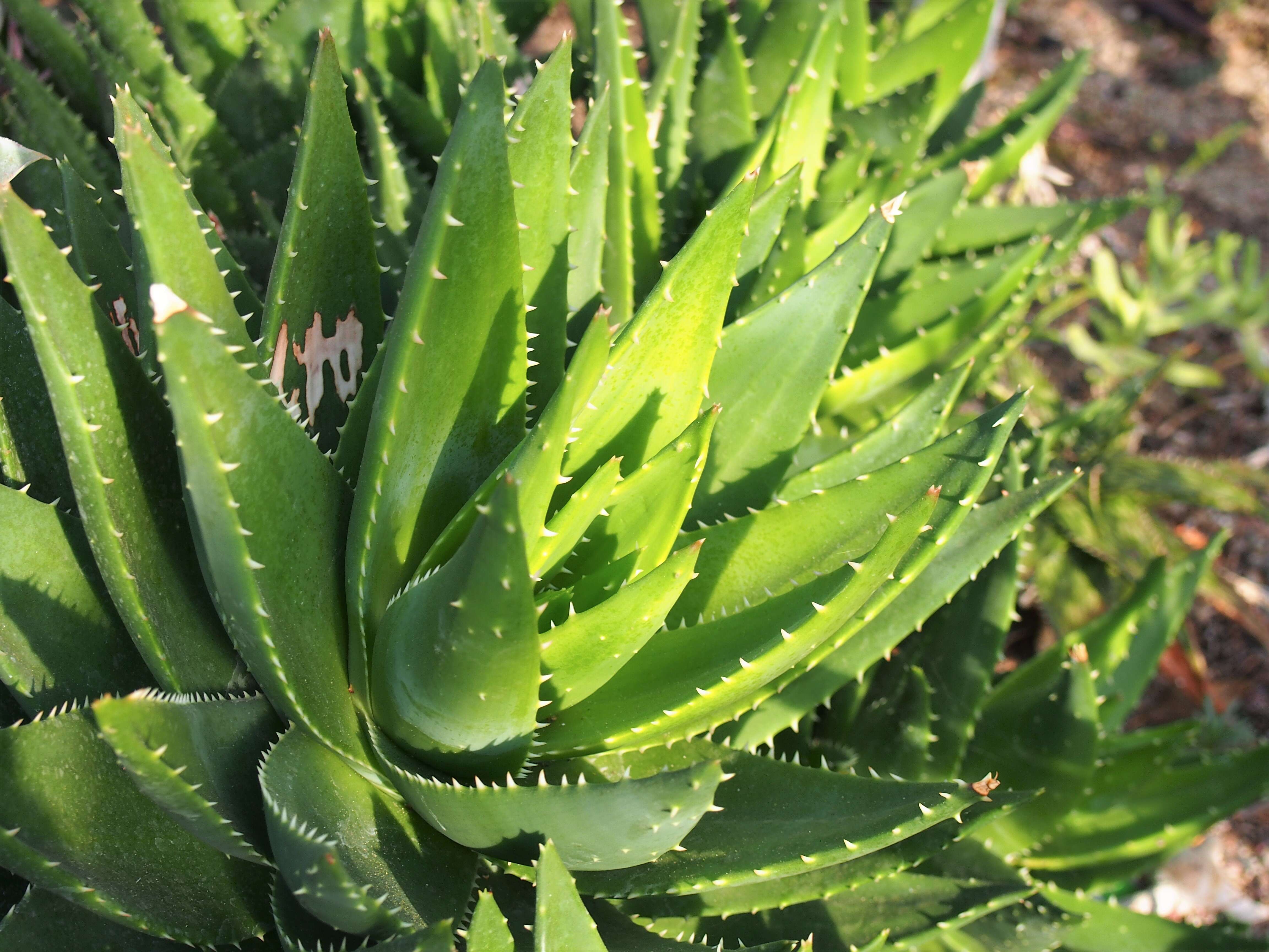 Image of Aloe perfoliata L.