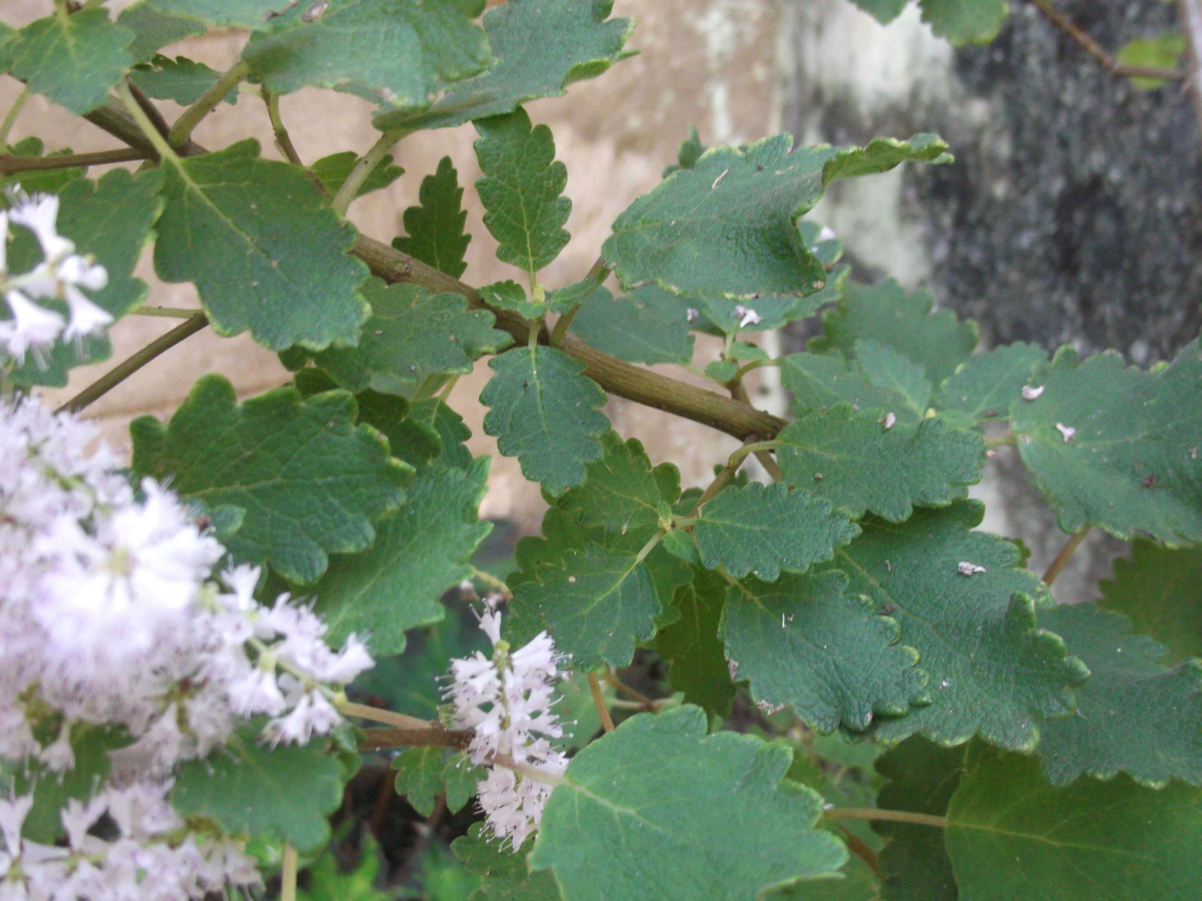 Image of Ginger Bush