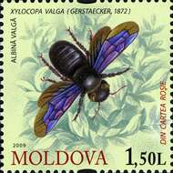 Image of Xylocopa valga Gerstäcker 1872