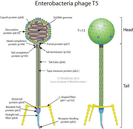 Image of Escherichia virus T5