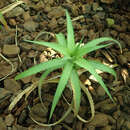 Image of Cryptanthus bahianus L. B. Sm.