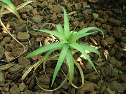 Image of Cryptanthus bahianus L. B. Sm.