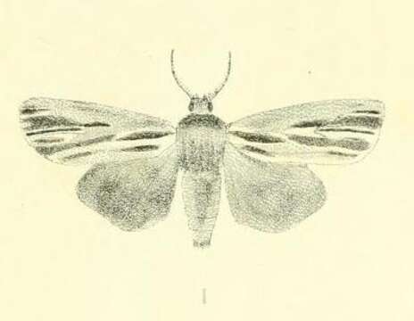 Image of Ichneutica stulta