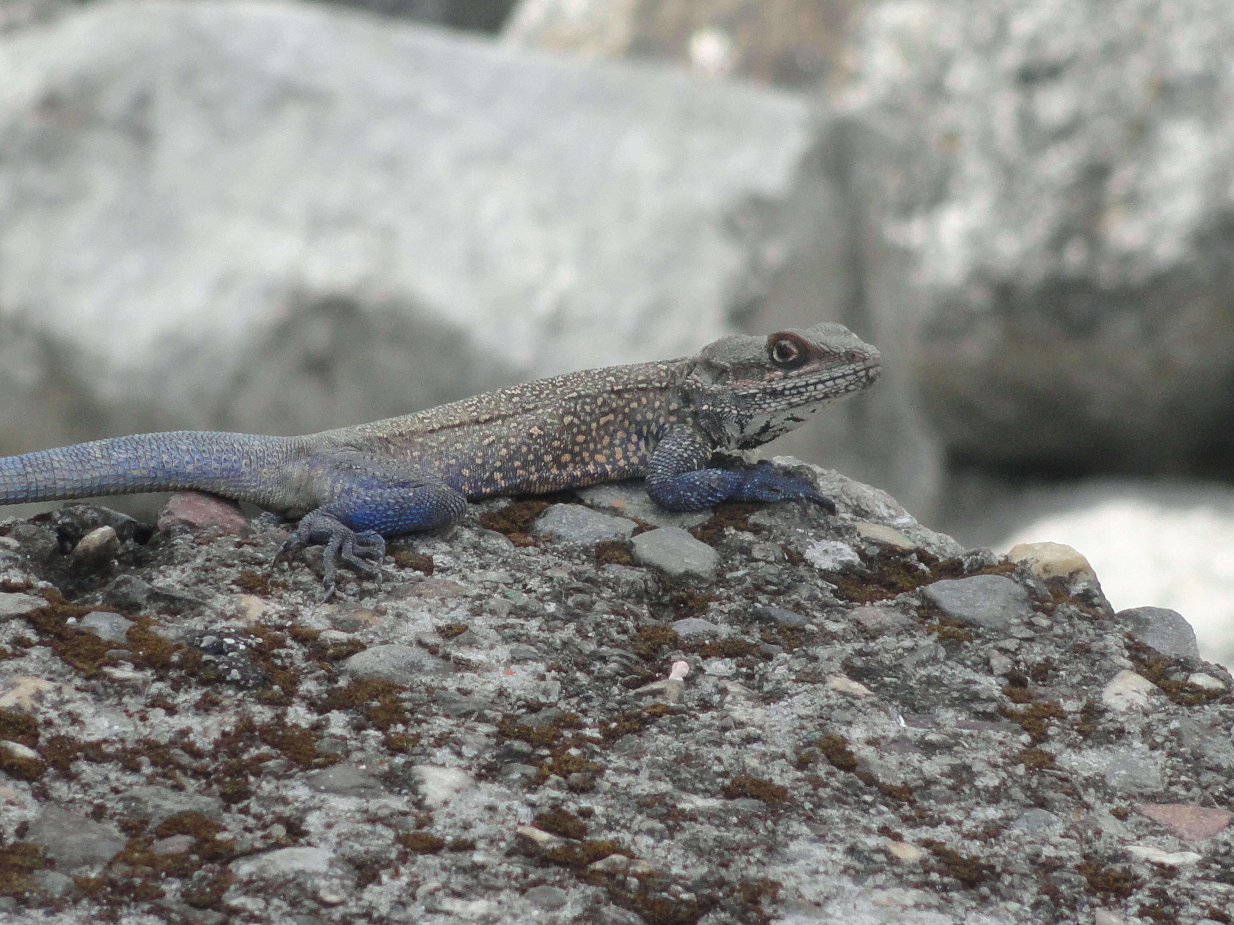 Image of Kashmir Rock Agama