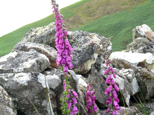 Imagem de Digitalis purpurea L.