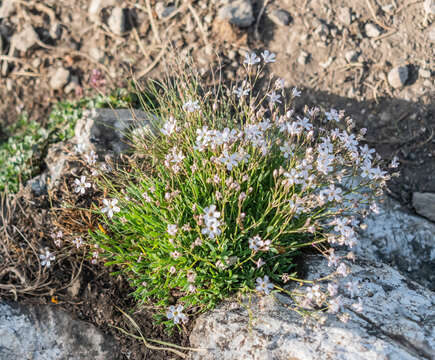 Image of creeping baby's-breath