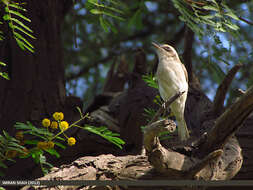 Слика од Tephrodornis pondicerianus (Gmelin & JF 1789)