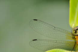 Image de Epithemis mariae (Laidlaw 1915)