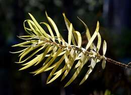 Plancia ëd Leucadendron xanthoconus (Kuntze) K. Schum.