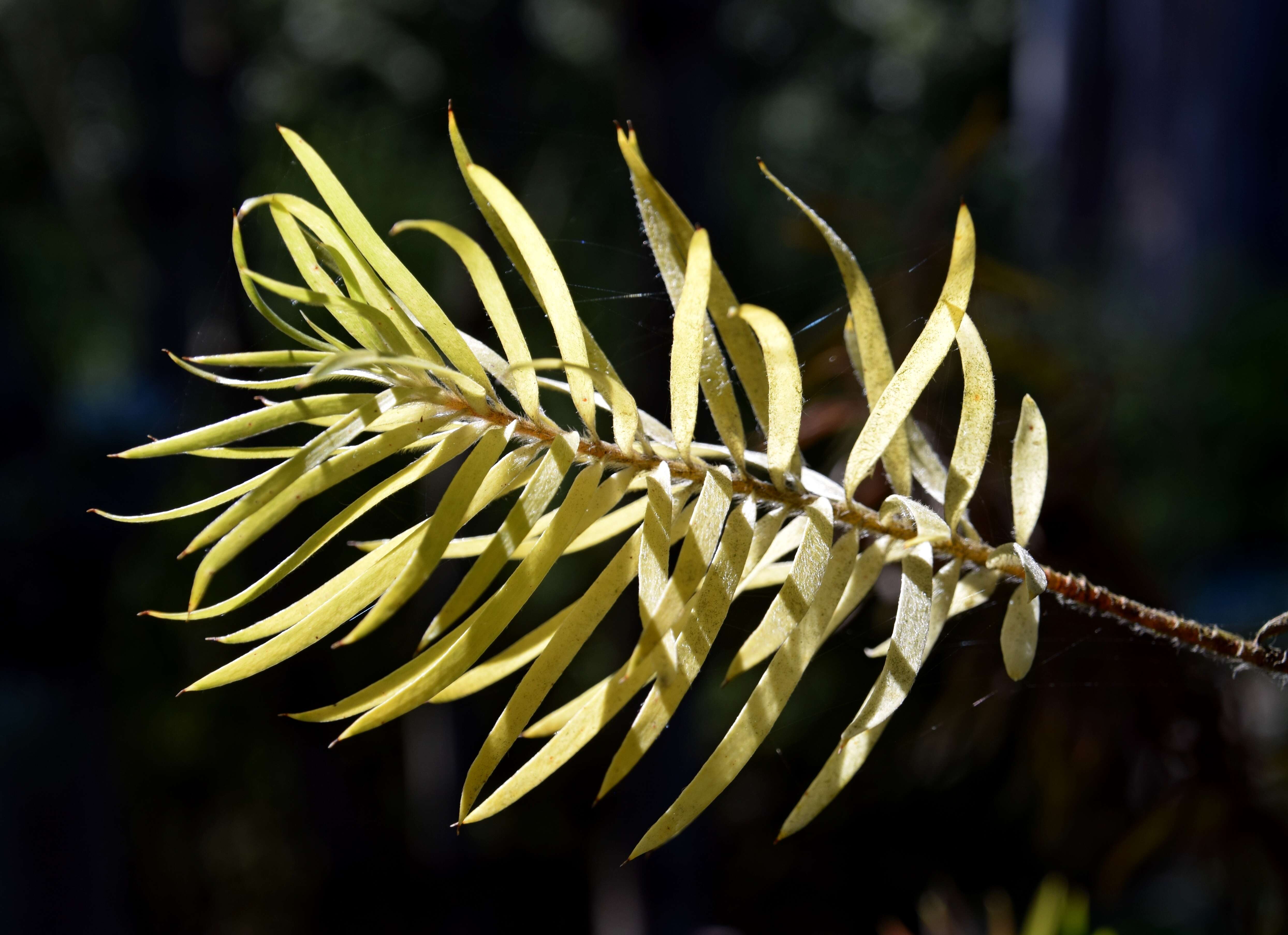 Plancia ëd Leucadendron xanthoconus (Kuntze) K. Schum.