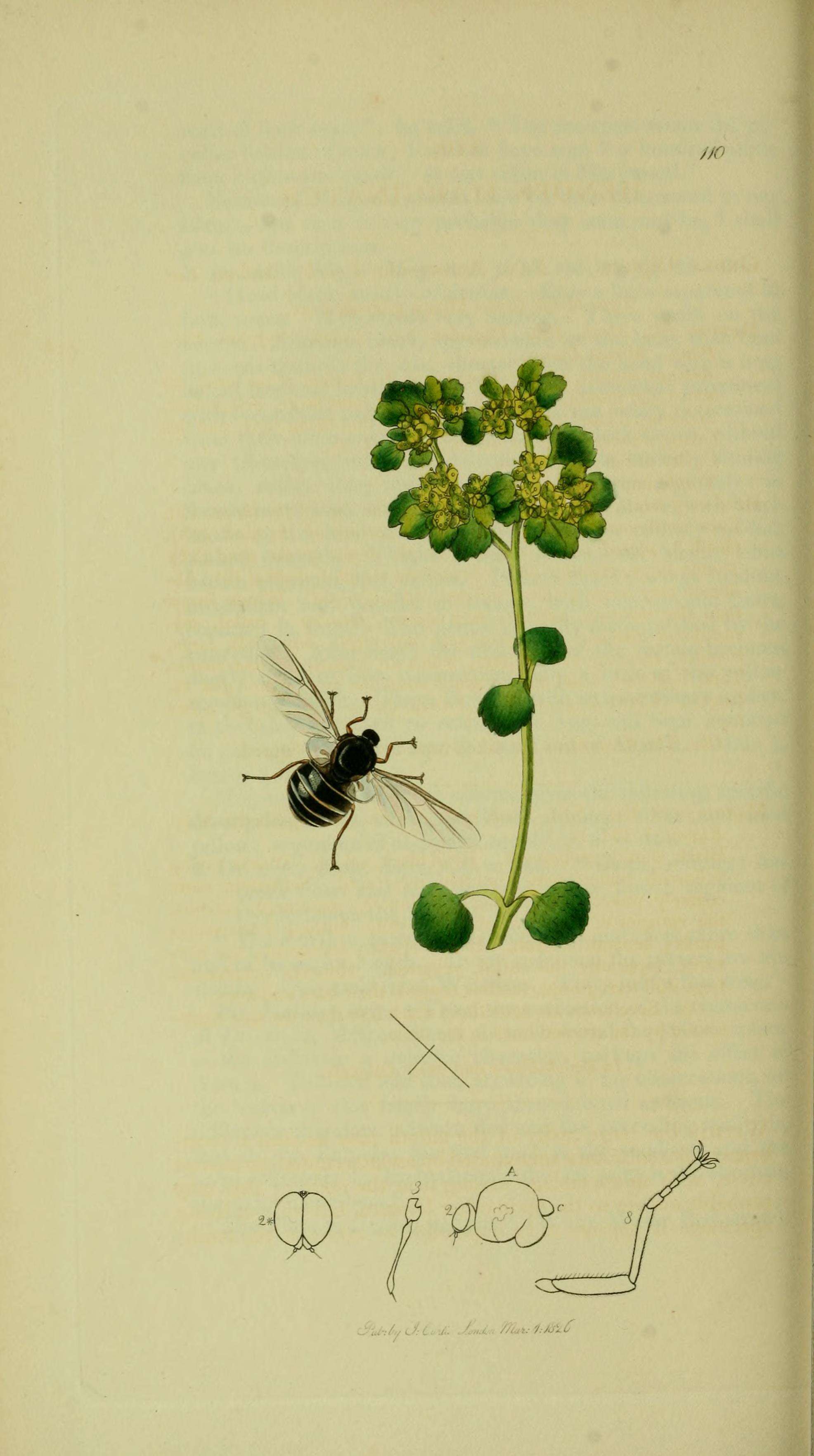 Image of Ogcodes gibbosus (Linnaeus 1758)