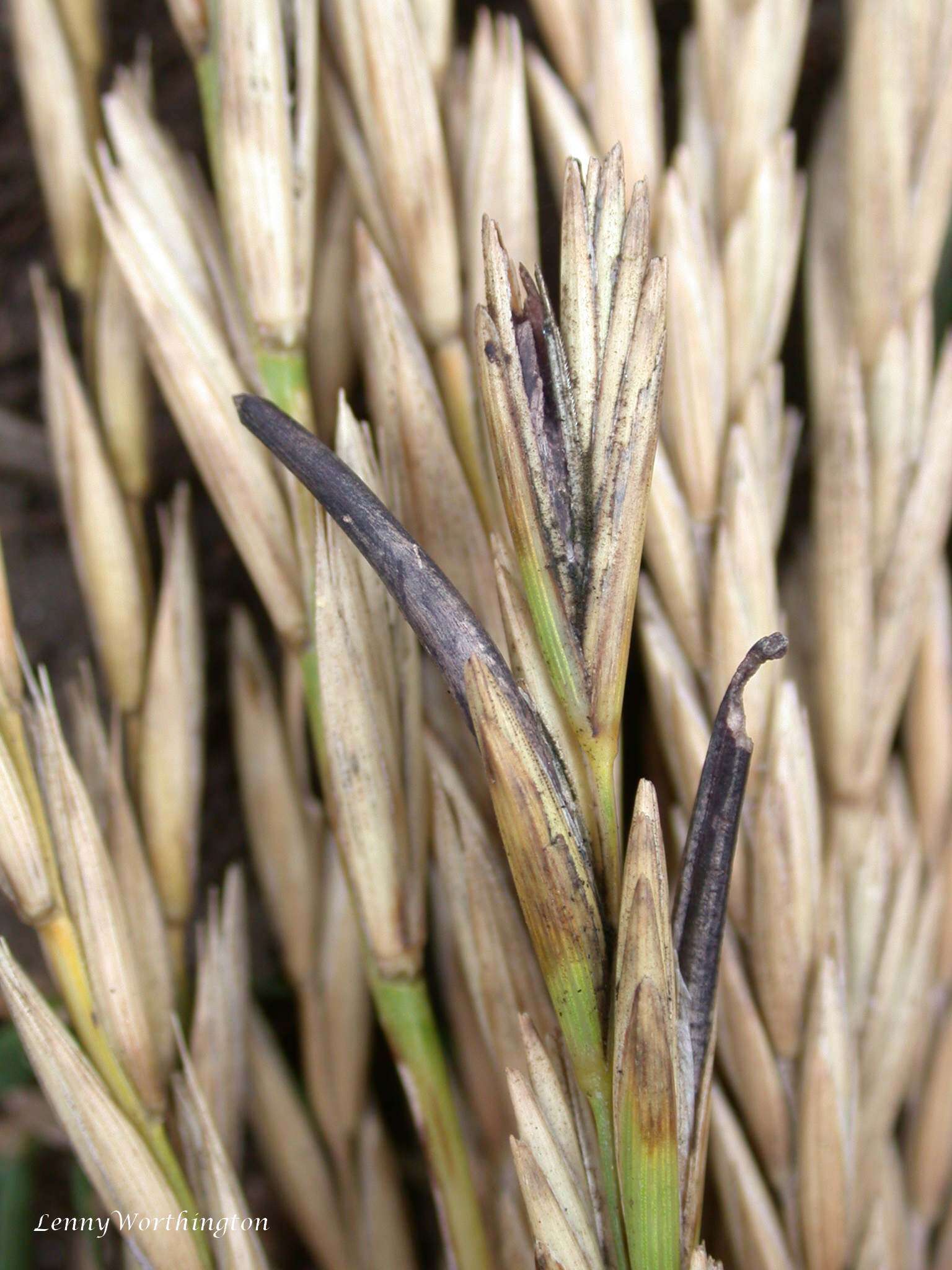 Image of Ergot