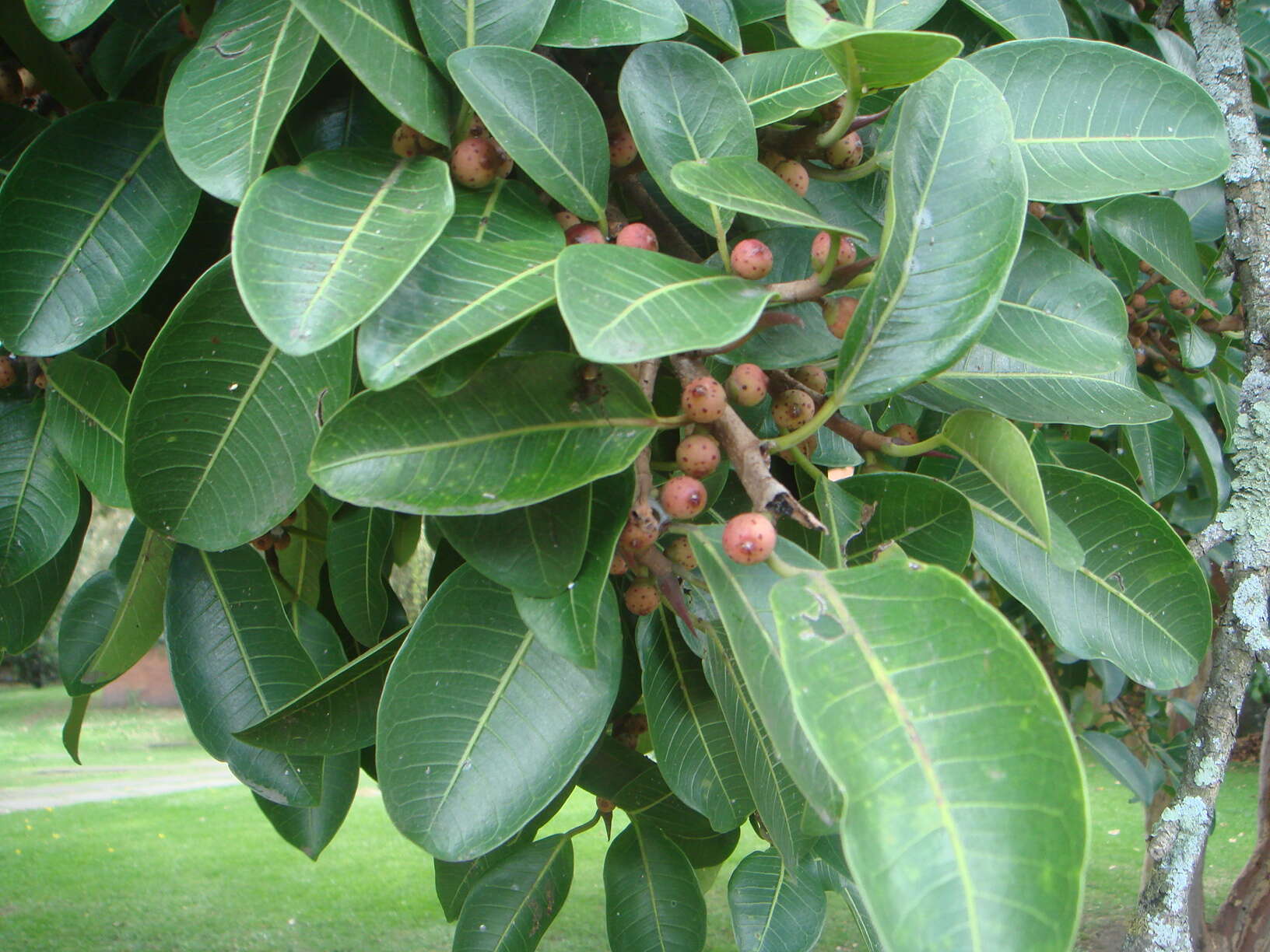 Image of Jamaican cherry fig