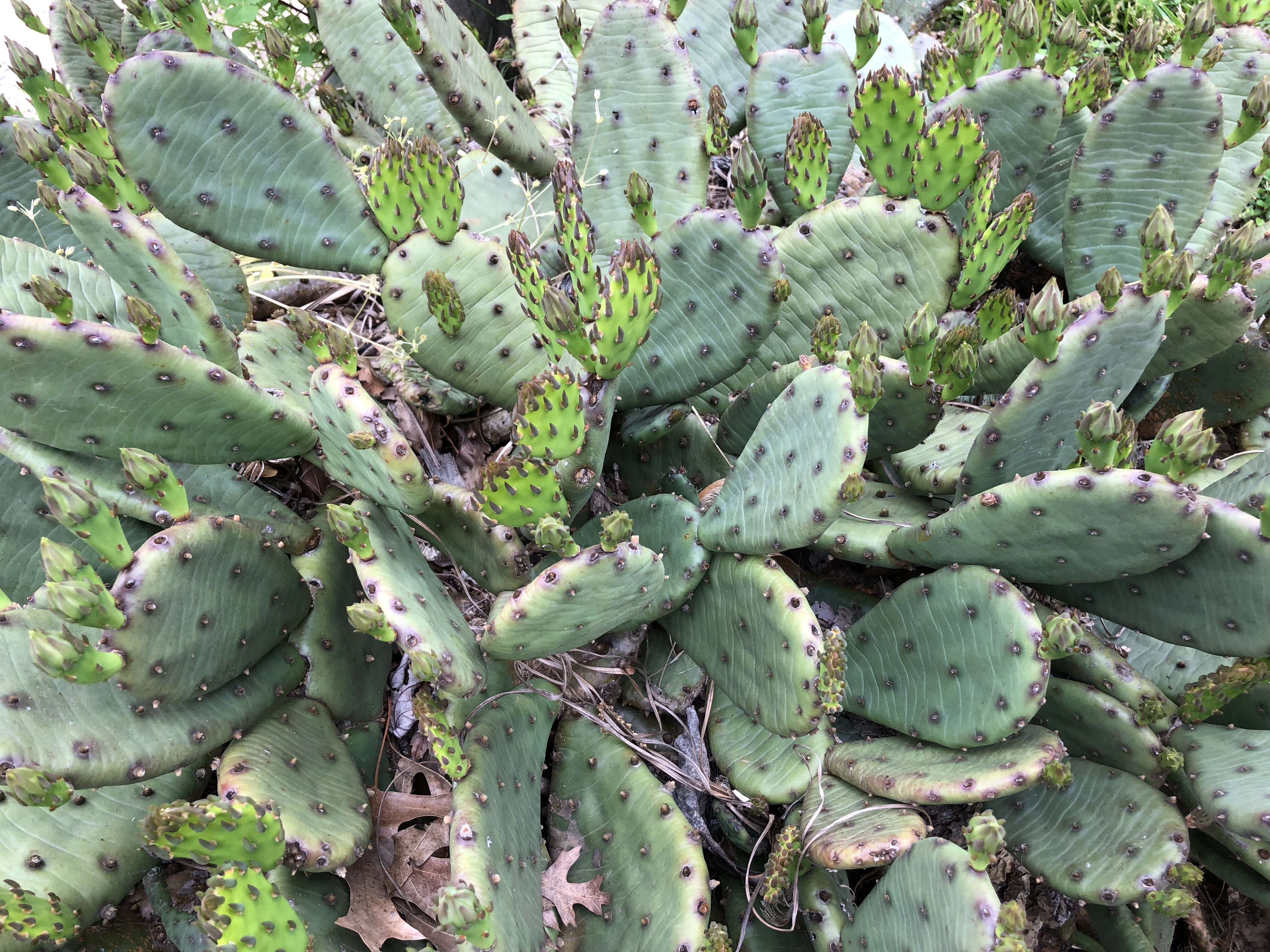 Image of Eastern Prickly Pear