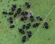 Image of Sycamore Lace Bug