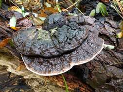 Image of Ganoderma applanatum