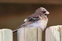 Image of Scaly Weaver