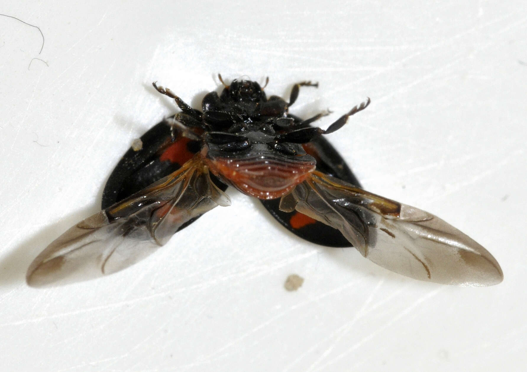 Image of Pine Lady Beetle