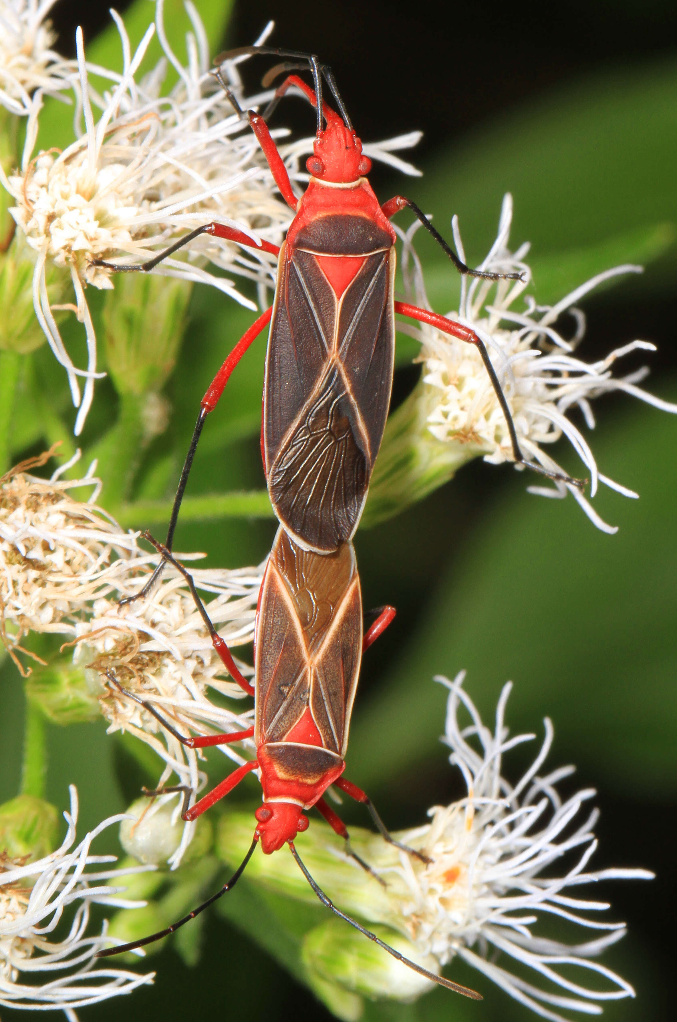 Image of Cotton Stainer