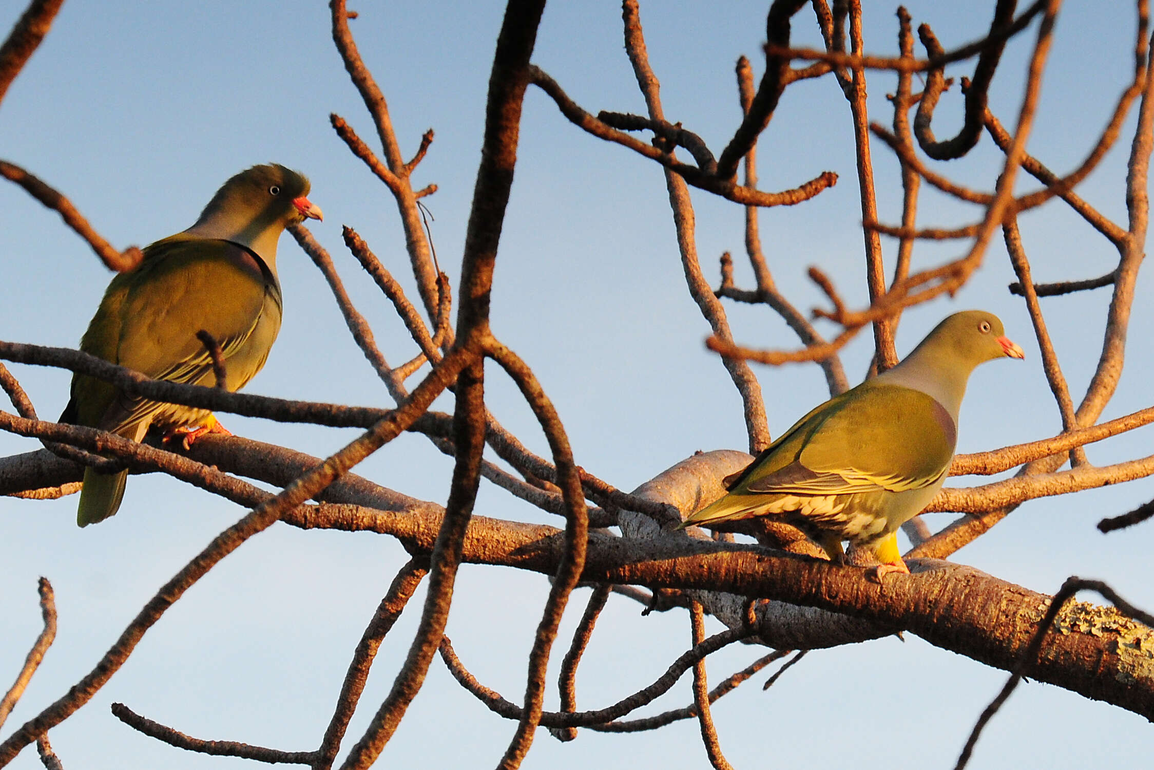 Image of African Green Pigeon