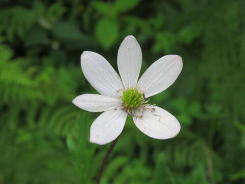 Image of <i>Anemone rivularis</i>