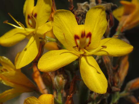 Image of Wachendorfia thyrsiflora Burm.