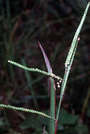 Image of field paspalum