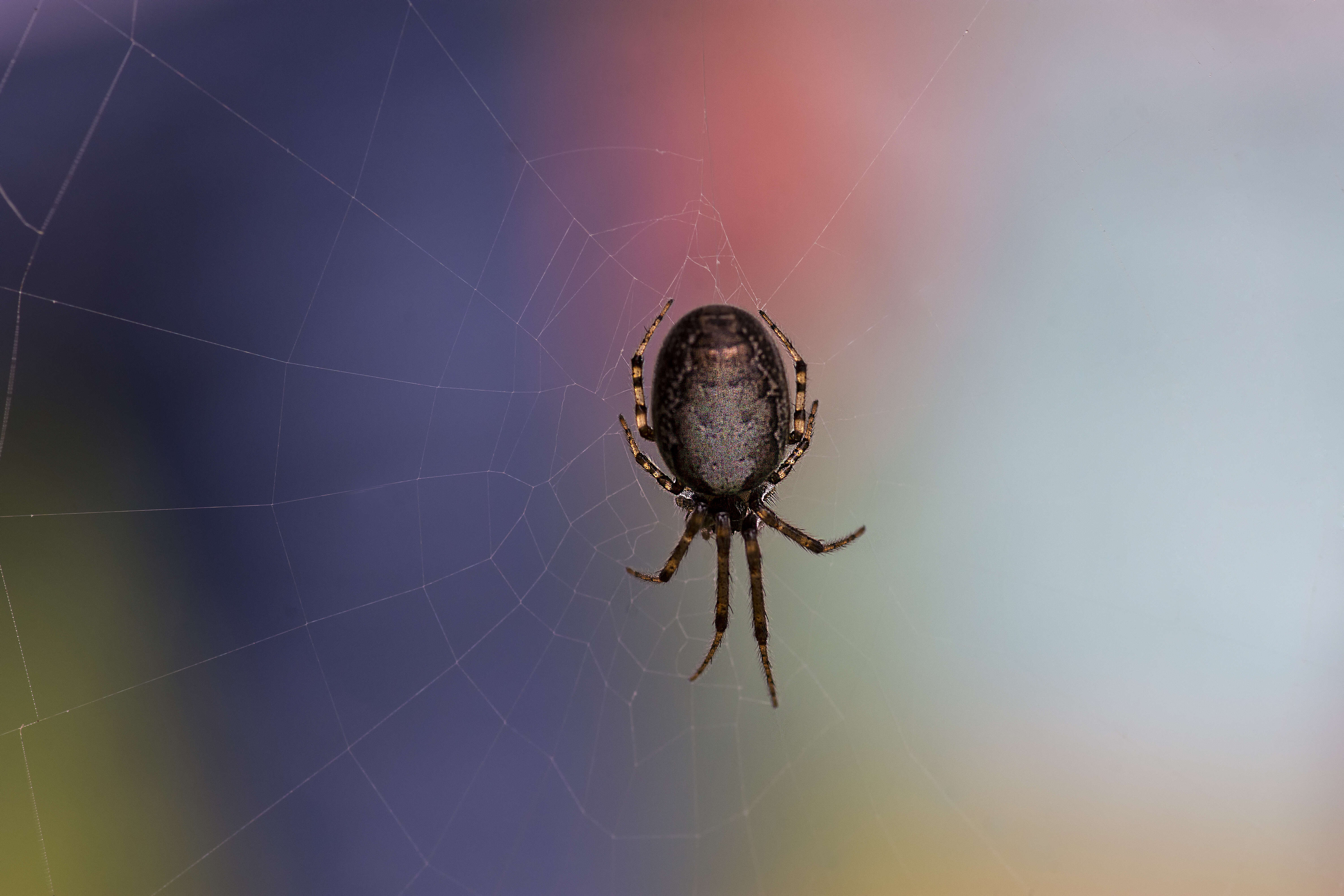 Image of Walnut Orb-Weaver Spider