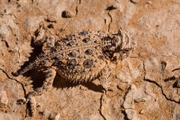 Image of Texas Horned Lizard