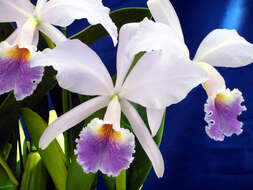 Image of Jenman's Cattleya