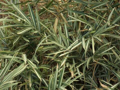 Image of dwarf fern-leaf bamboo