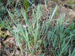 Image of Dianthus graniticus Jordan