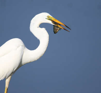 Image of Eastern great egret