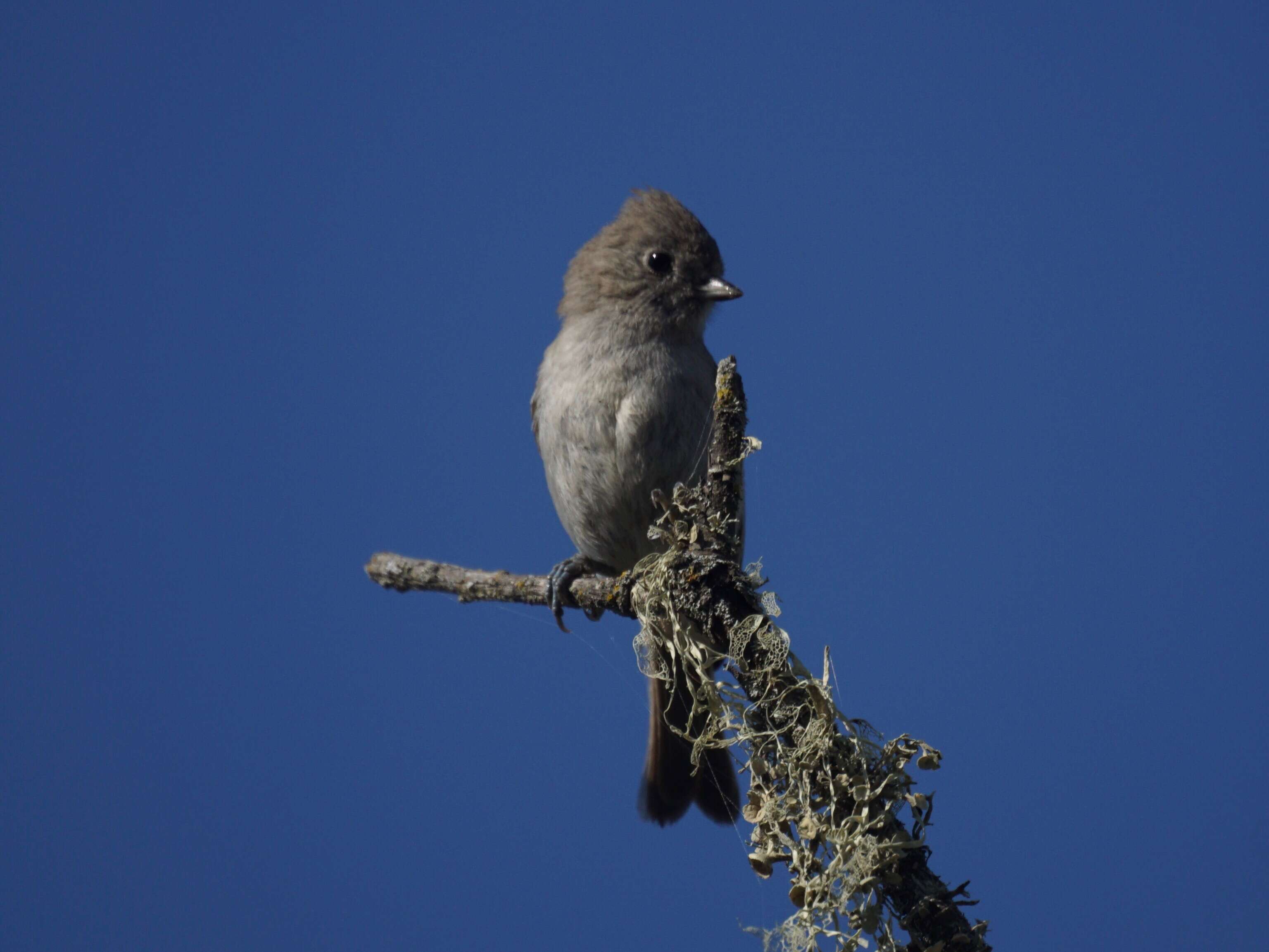 Image of Oak Titmouse