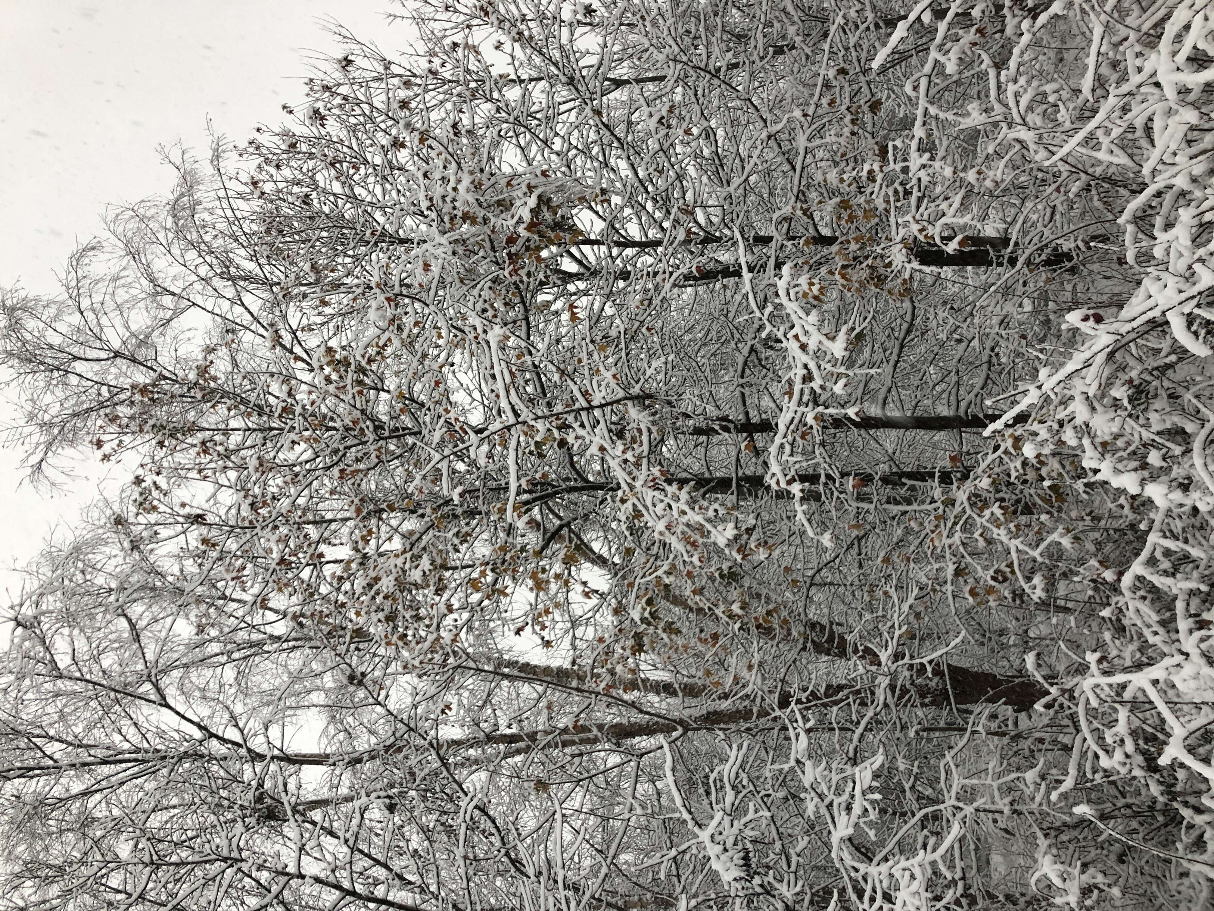 Image of American Sweetgum