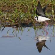 Image of White-backed Stilt