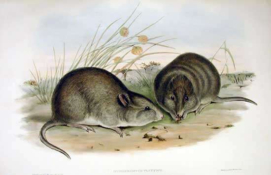 Image of Broad-faced Potoroo