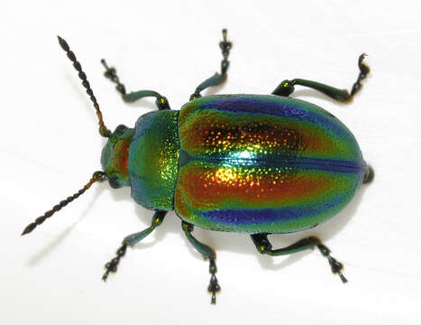 Imagem de Chrysolina fastuosa