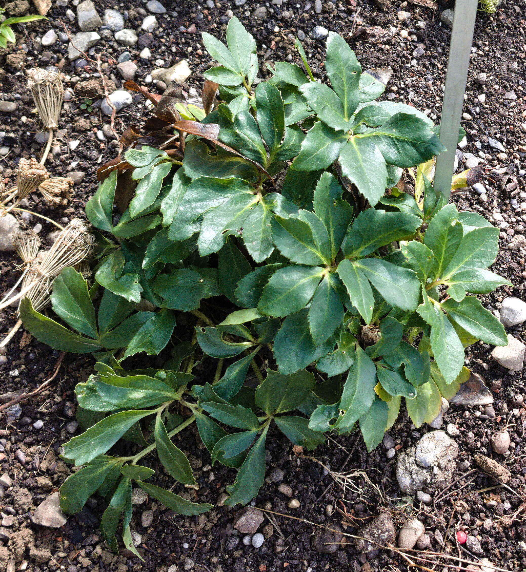 Image of black hellebore