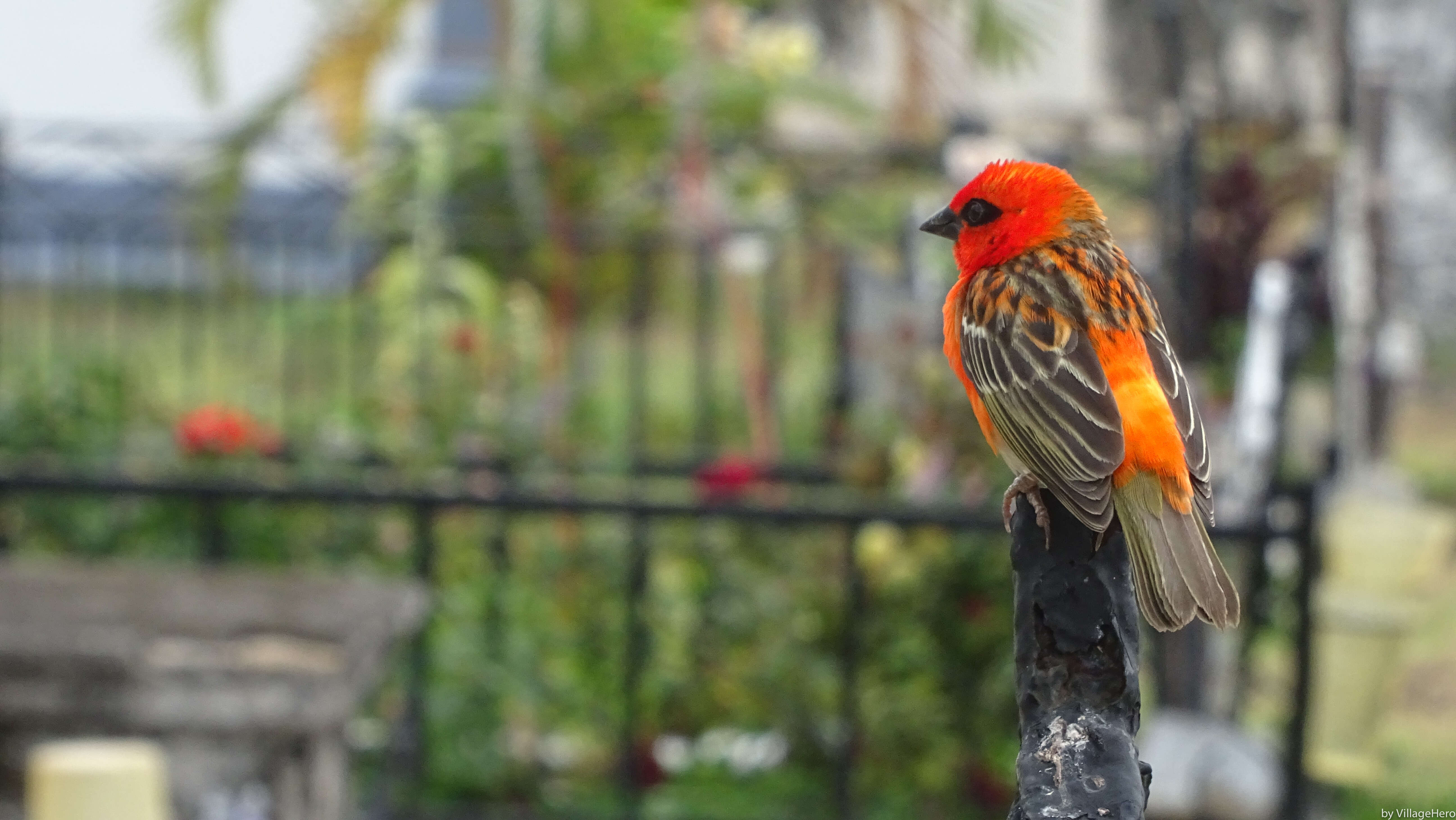 Image of Madagascar Red Fody