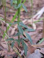 Imagem de Glycine microphylla Tindale