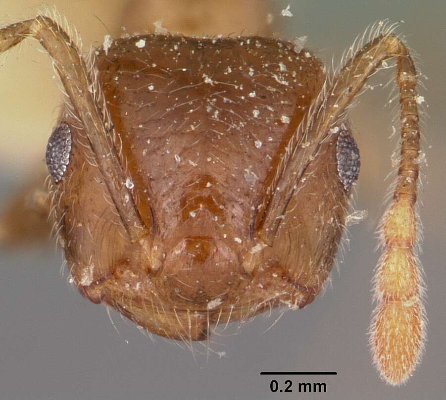 Image of Crematogaster adrepens Forel 1897