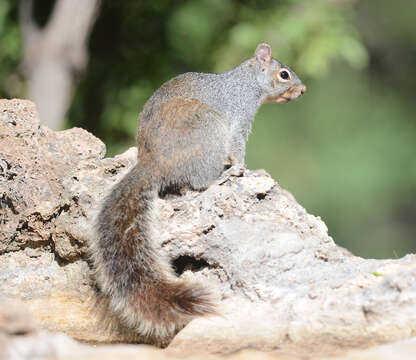 Image of Arizona Gray Squirrel