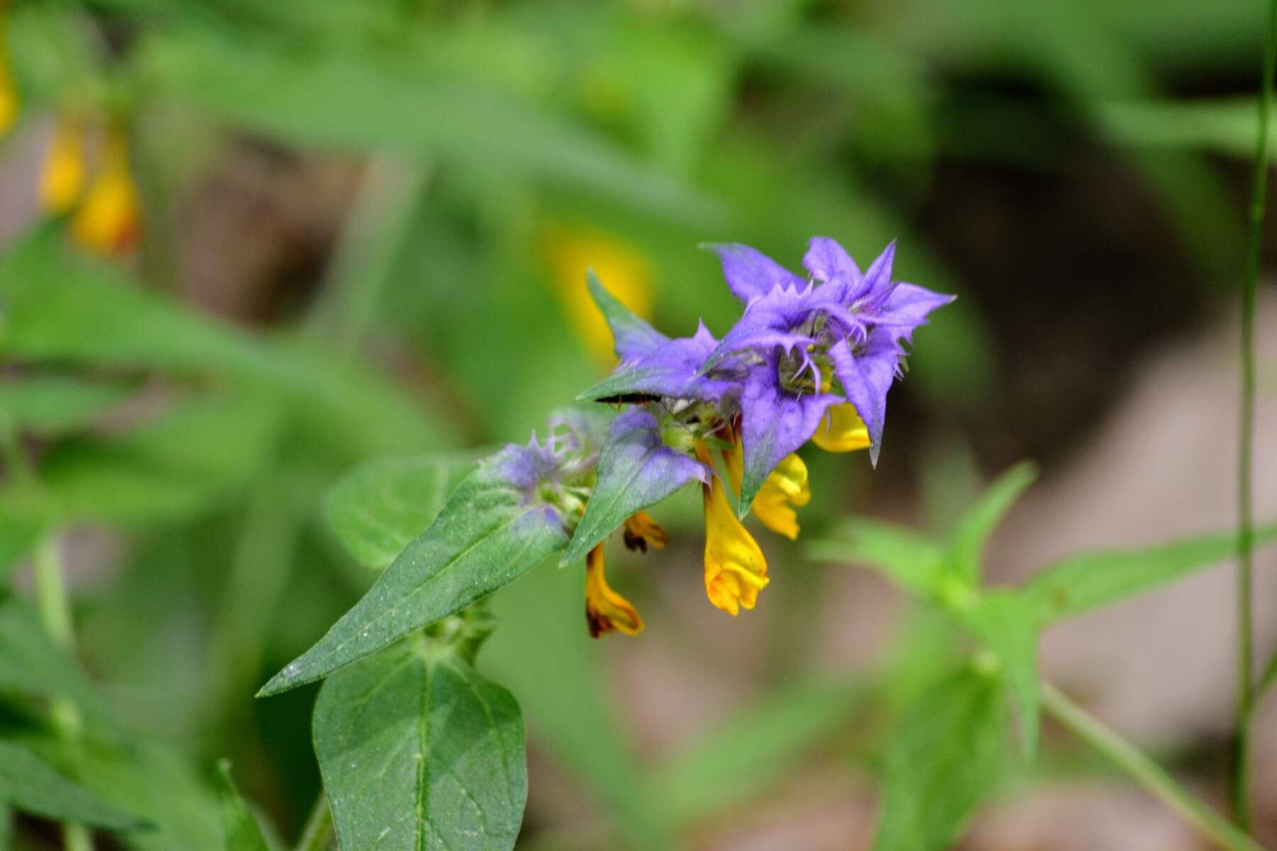 Слика од Melampyrum nemorosum L.