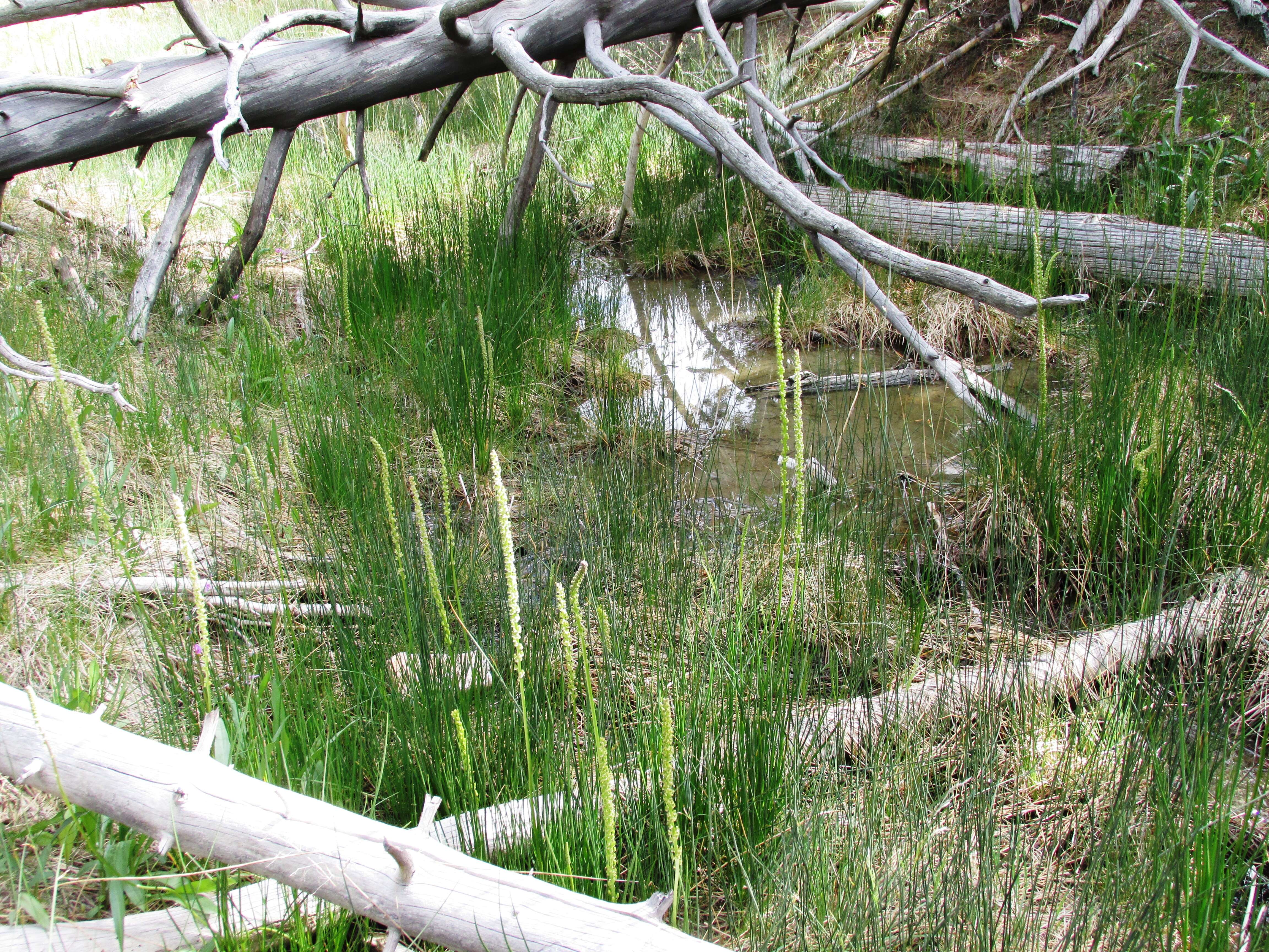 Image of Tall white bog orchid