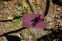 Image of rose glorybower