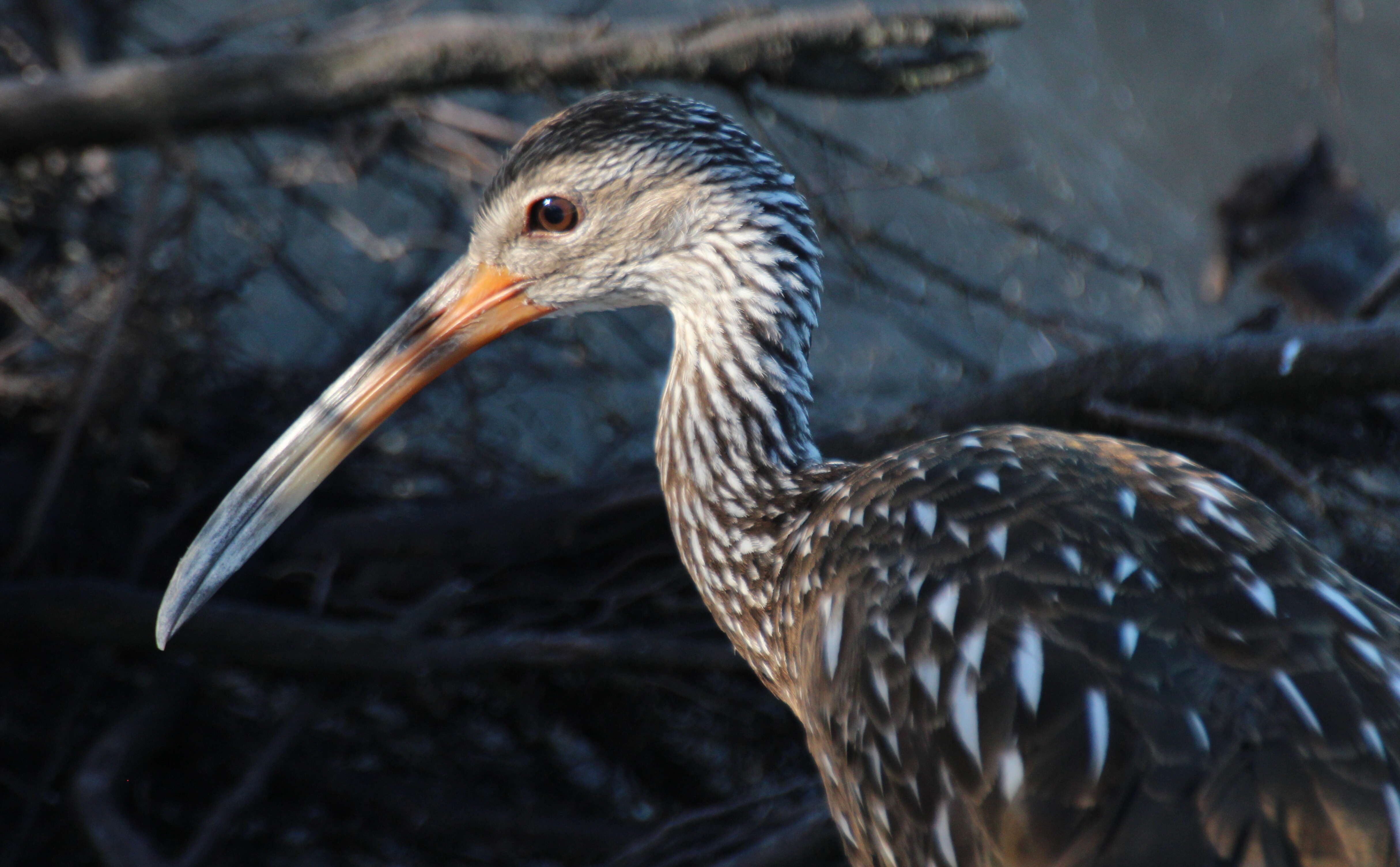 Image of limpkins