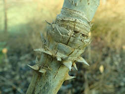 Image of Aralia stipulata Franch.