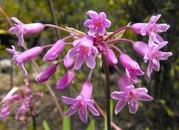 Image of Pink Agapanthus