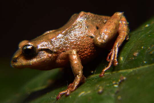 Image de Pristimantis scopaeus (Lynch, Ruiz-Carranza & Ardila-Robayo 1996)